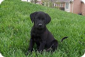 All puppies are certain to be healthy and totally free of any disabilities. Cincinnati Oh Labrador Retriever Meet Tenor A Pet For Adoption