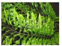 Image result for Drynaria volkensii