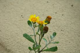 Image result for Senecio sp.no.4