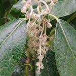 Image result for Combretum kraussii