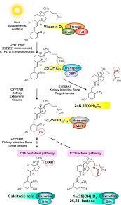 The Activating Enzymes Of Vitamin D Metabolism 25 And 1a Hydroxylases Sciencedirect