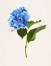 Well you're in luck, because here they come. Kenji Toma S Most Beautiful Flowers 1854 Photography