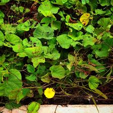 Image result for Embelia ruminata