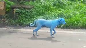 Apakah anda mencari gambar transparan logo, kaligrafi, siluet di anjing dalmatian, kucing, hitam dan putih? Bukan Putih Atau Hitam 5 Anjing Berwarna Biru Ini Ditemukan Dan Bikin Netizen Heboh Ternyata Tribunstyle Com