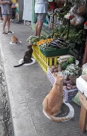 People In The Philippines Spotted Stray Cats Occupying The Circle Marks Near The Market Stray Cat Cat Traps Cats