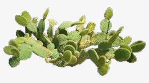 In order to get a beautiful flower image we need to color the flower as the video tutorial above. Drawn Cactus Prickly Pear Cactus Pencil And Color Prickly Pear Cactus Transparent Hd Png Download Kindpng