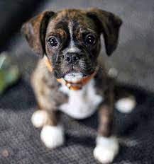 A boxer's name is derived from the same word as a boxer, though not all boston terriers are boxers. Boston Terrier Boxer Mix Boxer Dogs Boxer Puppies Boxer Puppy