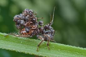 Assassin bugs are insects that have steadily become a growing issue within homes and businesses. Acanthaspis Petax Wikipedia