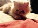 Persian Kitten Care Guide | Persian Cat Corner