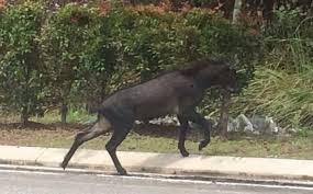 Click on image to view larger image. What S So Worrying About This Weird Creature Spotted In Ampang