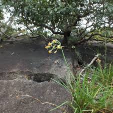 Image result for Tulbaghia acutiloba