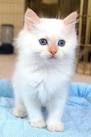 Lilac Flame Point Ragdoll Cats - agescimarche.it