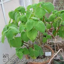 Image result for Tetradenia