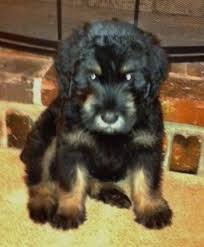 Riska is a gorgeous pepper and salt giant schnauzer. Giant Schnauzer Dog Breed Information And Pictures