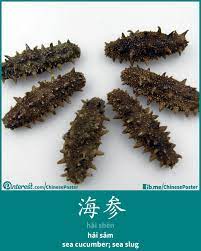 海参 hǎishen hải sam basic chinese chinese language mandarin chinese learning