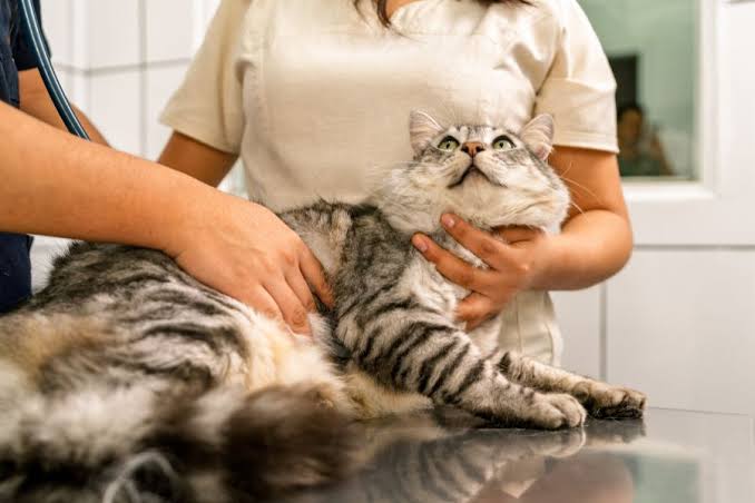 Spay vs. Neuter: Timing, Recovery & What Owners Should Expect