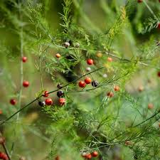 Image result for Asparagus laricinus