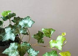 Keep pruning the plant to promote it overall growth. Plant Mom Tips Hedera Ivy Care Bloomscape