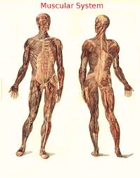 Quick notes on muscle behavior. Human Anatomy Gross Anatomy Wikibooks Open Books For An Open World