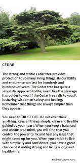 Cedar Tree Cedar Trees Tree Tree Identification