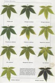 Cannabis Leaf Diagnosis Chart Bedowntowndaytona Com