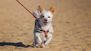 One pet up to 80 lbs is welcome for no additional fee. Pet Friendly Myrtle Beach Pet Friendly Myrtle Beach Rentals Myrtle Beach Pet Friendly Rentals