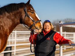 What My Job Is Like As a Ranch Manager for the Budweiser Clydesdales