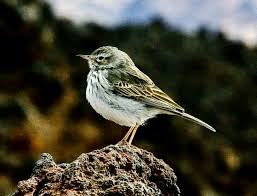 Paano mapagyayaman ang apnitikan sa kasalukuyang panahon. Pipit Wikipedia
