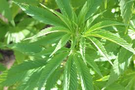 Check spelling or type a new query. Autoflower Or Photoperiod Cannabis Which Is Better Amsterdam Genetics
