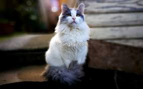 Mungkin ada dari kamu yang ingin memelihara kucing anggora dirumah, berikut ini adalah list harga kucing anggora dan juga jenis beserta cirinya. Harga Kucing Anggora Asli Perhatikan Ciri Cirinya Burungnya Com