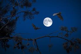 Luna piena 2021 online calendar 2022, lune piene 2021, luna piena di questo mese. Luna Piena Gli Effetti Sull Uomo Osteofluidica Cranio Sacrale