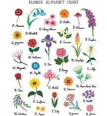 Check spelling or type a new query. Flower Alphabet Flower Alphabet Flower Drawing Flower Chart