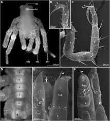 Image result for Pycnosphaera