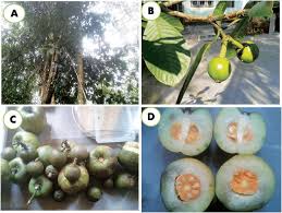 Image result for Garcinia pachyclada