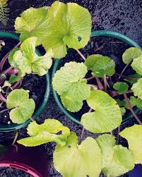 Wasabi seeds japanese horseradish seeds 8g 1000+ mustard seeds vegetable wasabia japonica home garden bonsai plants 3.3 out of 5 stars42 $6.99$6.99. Organic Wasabi Seeds Spicy Shopee Philippines