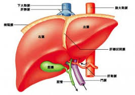 肝内胆管がん 胆管細胞がん の手術と術後の生存率