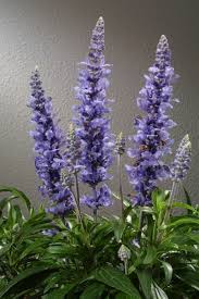 Pin On Lavender