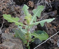 Image result for Lactuca imbricata