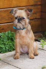 The akc provides this service to allow these purebred breeds to continue to develop while. Brug Brussels Griffon Pug Mix Dog Breed Info Temp Puppies Pictures