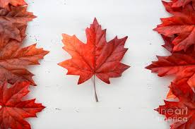 See more ideas about flag, canada, national flag of canada. Happy Canada Day Red Silk Leaves In Shape Of Canadian Flag Photograph By Milleflore Images