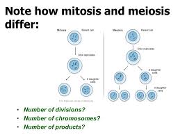 Animal cells mitosis or meiosis. Cell Division Mitosis Meiosis Ppt Video Online Download