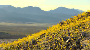 The bloom is moving north! Washington Post