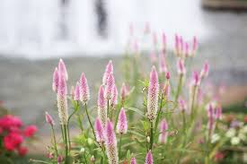 Image result for Celosia argentea