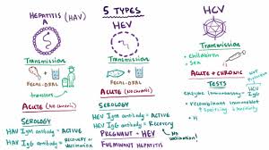 Overview Of Acute Viral Hepatitis Hepatic And Biliary