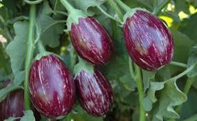 Brinjal crop management vegetable farming in south africa. Brinjal Crop Information Brinjal Farming Punjab