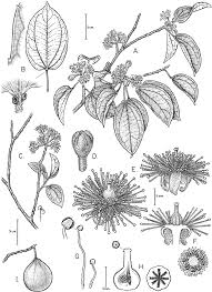 Image result for Buchnerodendron