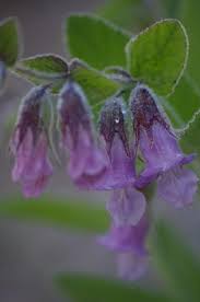 We did not find results for: Full Shade Plants California Native Garden Full Shade Plants Dry Shade Plants