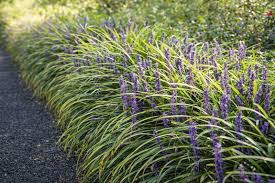 Image result for Lily Turf