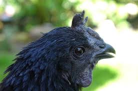 Harga telur ayam cemani lidah hitam asli (ternak sendiri). Adanya Mutasi Menjadi Penyebab Ayam Cemani Berwarna Hitam Seluruhnya Semua Halaman Bobo