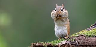 Squirrel animal rodent nature cute mammal wildlife furry fur chipmunk. Why Do Chipmunks Live On The Ground But Squirrels Live In Trees